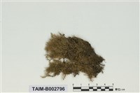 藏品(灰苔科)的圖片